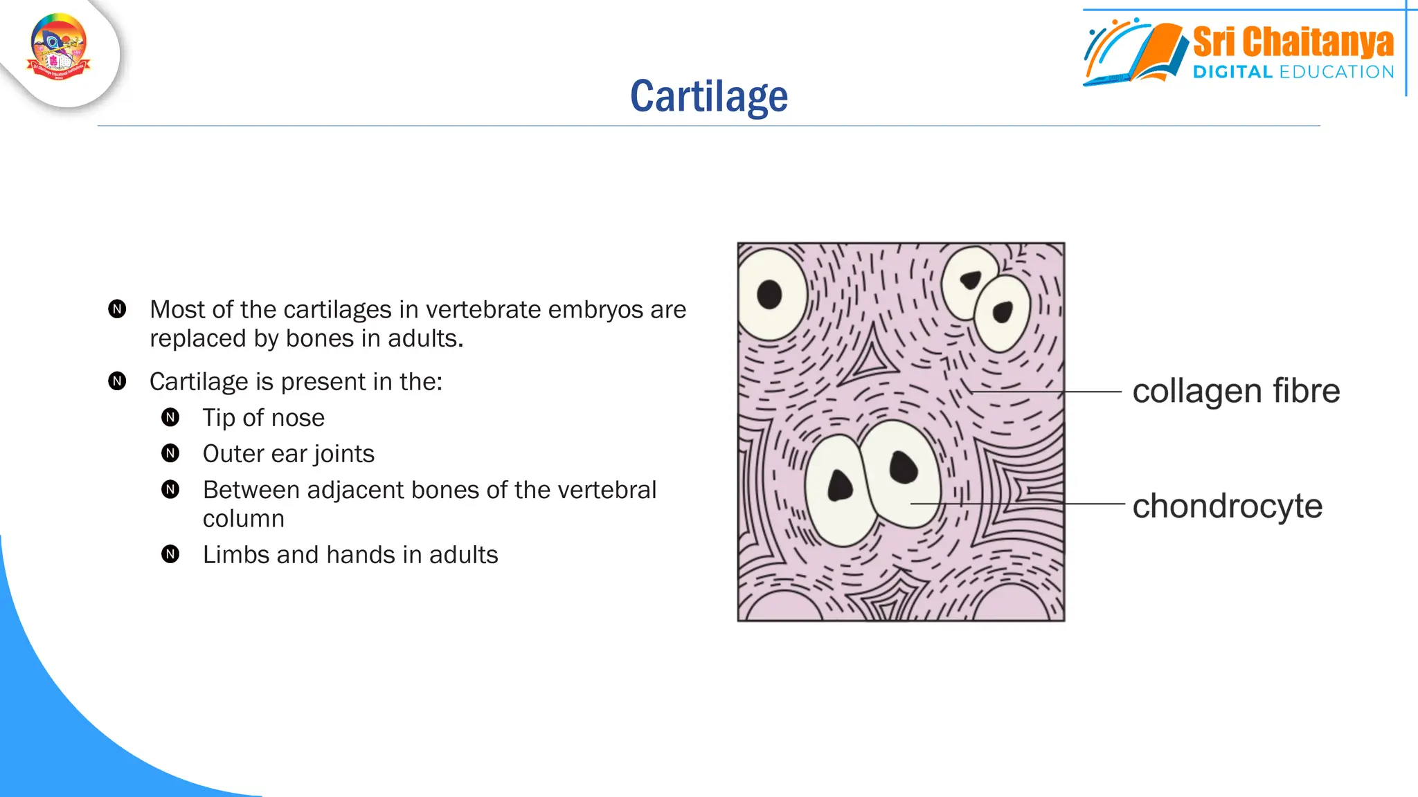 Cartilage
Most of the cartilages in vertebrate embryos are
replaced by bones in adults.
Cartilage is present in the:
Tip of nose
Outer ear joints
Between adjacent bones of the vertebral
column
Limbs and hands in adults
 