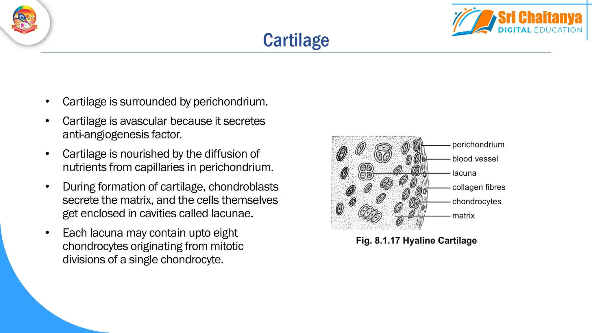 Cartilage
• Cartilage is surrounded by perichondrium.
• Cartilage is avascular because it secretes
anti-angiogenesis factor.
• Cartilage is nourished by the diffusion of
nutrients from capillaries in perichondrium.
• During formation of cartilage, chondroblasts
secrete the matrix, and the cells themselves
get enclosed in cavities called lacunae.
• Each lacuna may contain upto eight
chondrocytes originating from mitotic
divisions of a single chondrocyte.
 