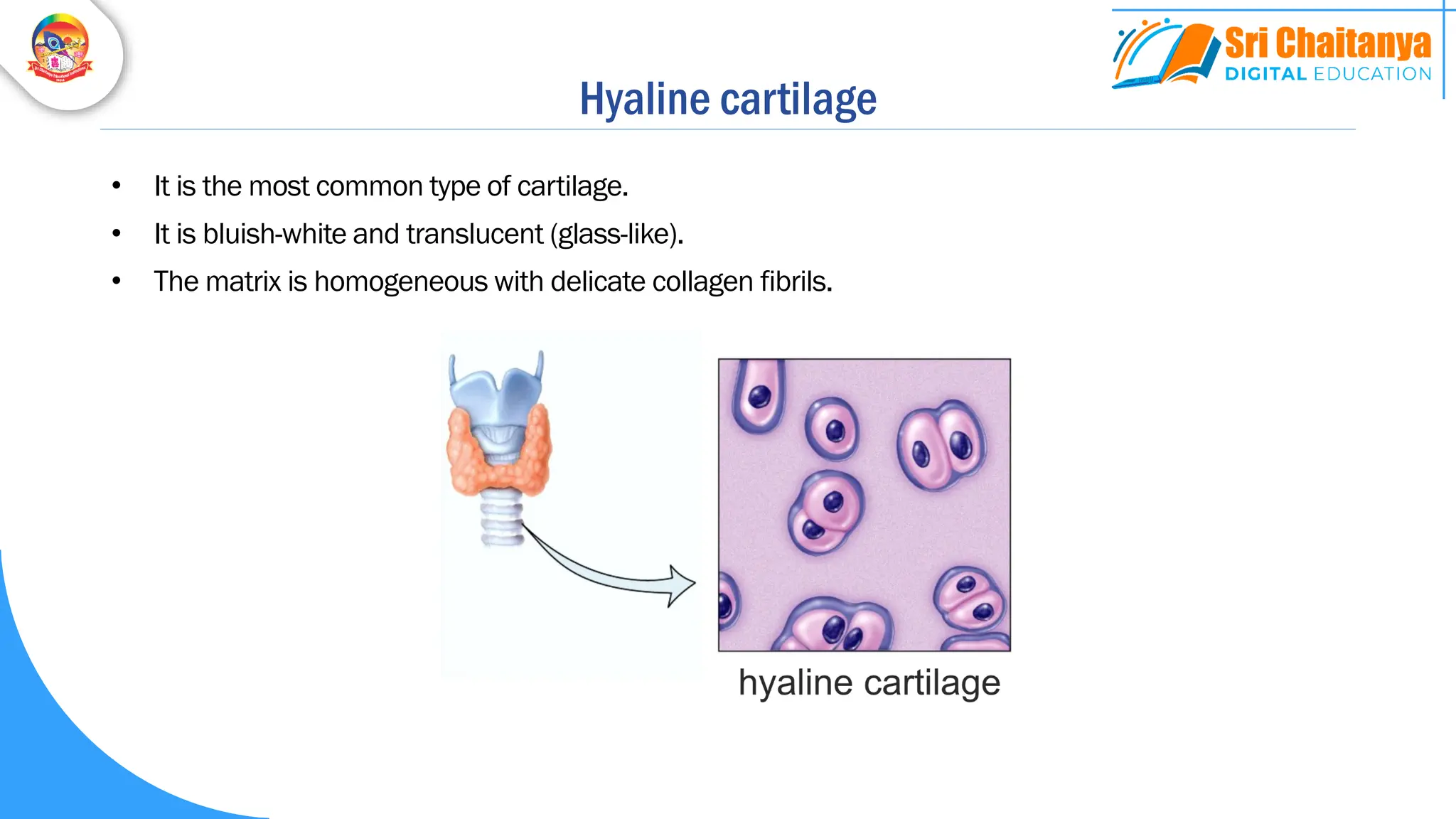 Hyaline cartilage
• It is the most common type of cartilage.
• It is bluish-white and translucent (glass-like).
• The matrix is homogeneous with delicate collagen fibrils.
 