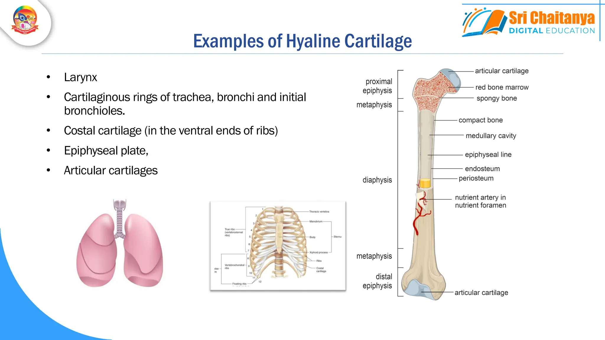 Examples of Hyaline Cartilage
• Larynx
• Cartilaginous rings of trachea, bronchi and initial
bronchioles.
• Costal cartilage (in the ventral ends of ribs)
• Epiphyseal plate,
• Articular cartilages
 
