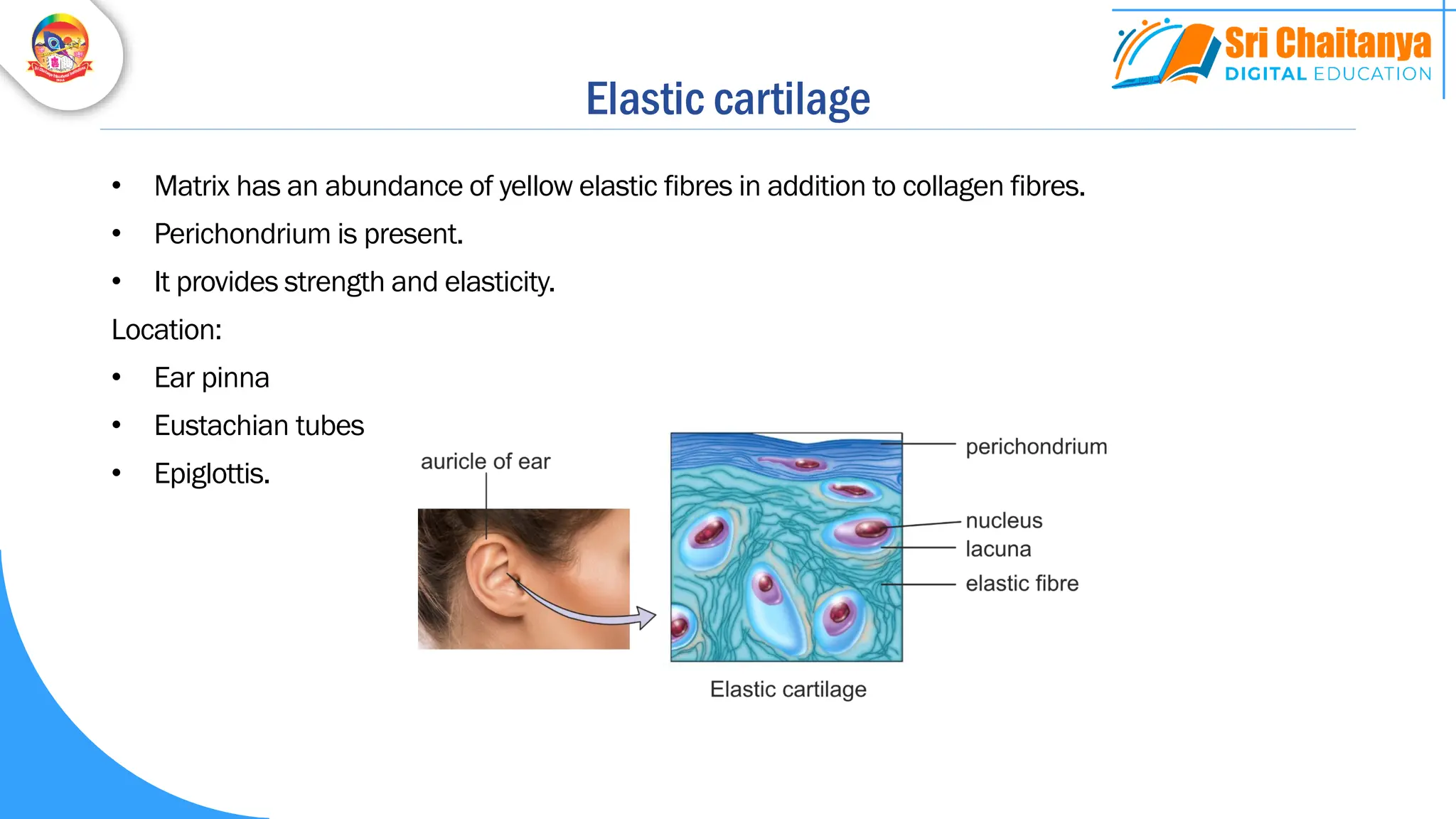 Elastic cartilage
• Matrix has an abundance of yellow elastic fibres in addition to collagen fibres.
• Perichondrium is present.
• It provides strength and elasticity.
Location:
• Ear pinna
• Eustachian tubes
• Epiglottis.
 