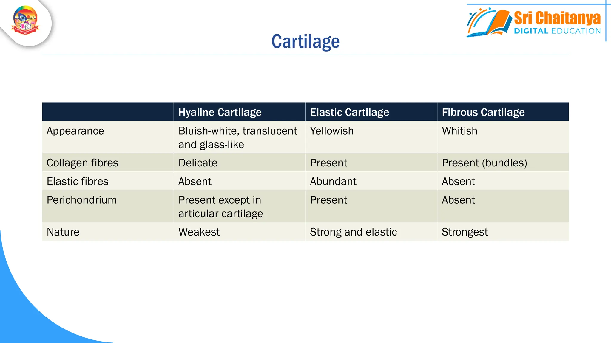 Cartilage
Hyaline Cartilage Elastic Cartilage Fibrous Cartilage
Appearance Bluish-white, translucent
and glass-like
Yellowish Whitish
Collagen fibres Delicate Present Present (bundles)
Elastic fibres Absent Abundant Absent
Perichondrium Present except in
articular cartilage
Present Absent
Nature Weakest Strong and elastic Strongest
 