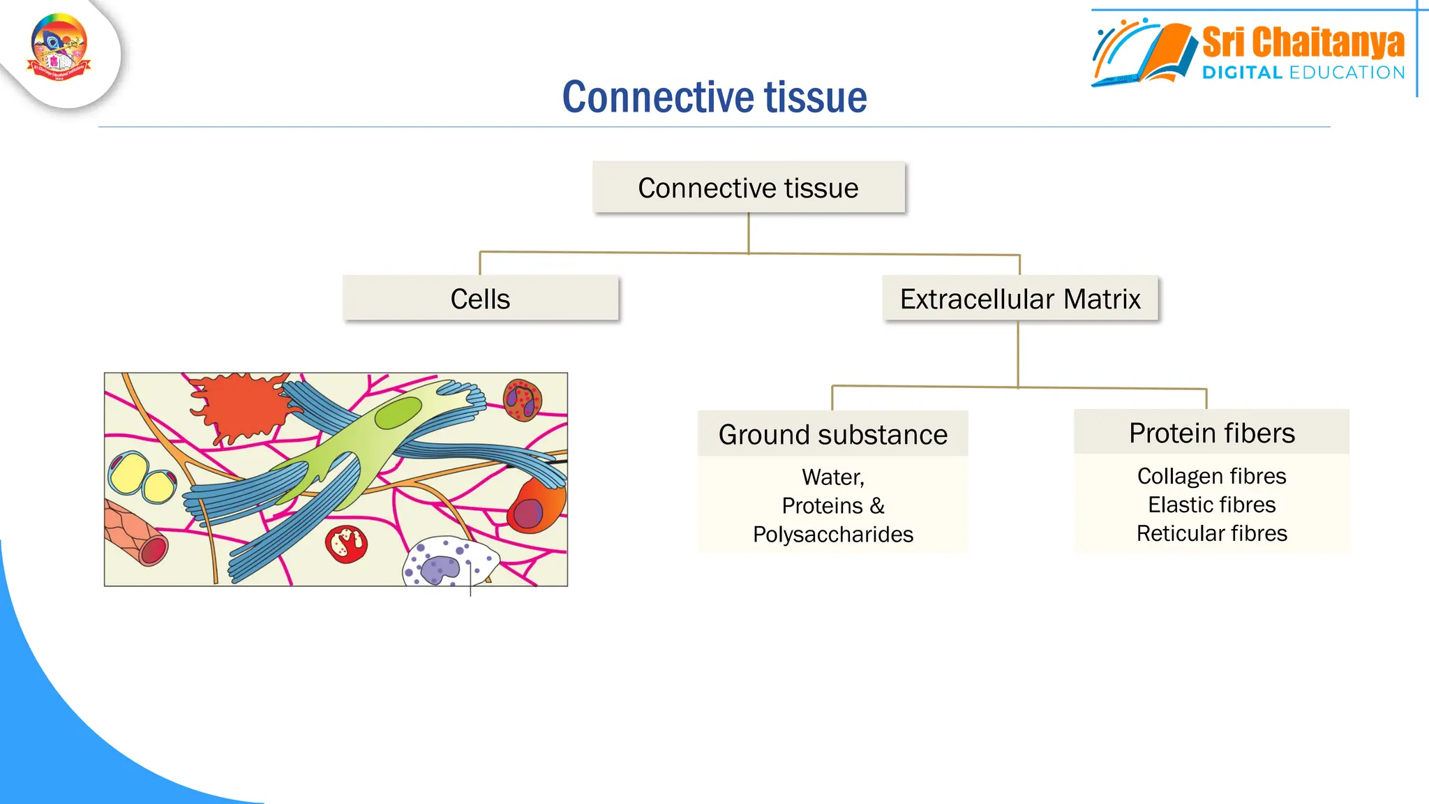 Cells Extracellular Matrix
Connective tissue
Water,
Proteins &
Polysaccharides
Ground substance
Collagen fibres
Elastic fibres
Reticular fibres
Protein fibers
Connective tissue
 