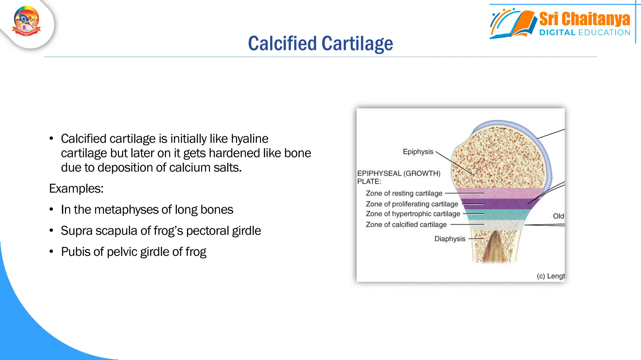 Calcified Cartilage
• Calcified cartilage is initially like hyaline
cartilage but later on it gets hardened like bone
due to deposition of calcium salts.
Examples:
• In the metaphyses of long bones
• Supra scapula of frog’s pectoral girdle
• Pubis of pelvic girdle of frog
 