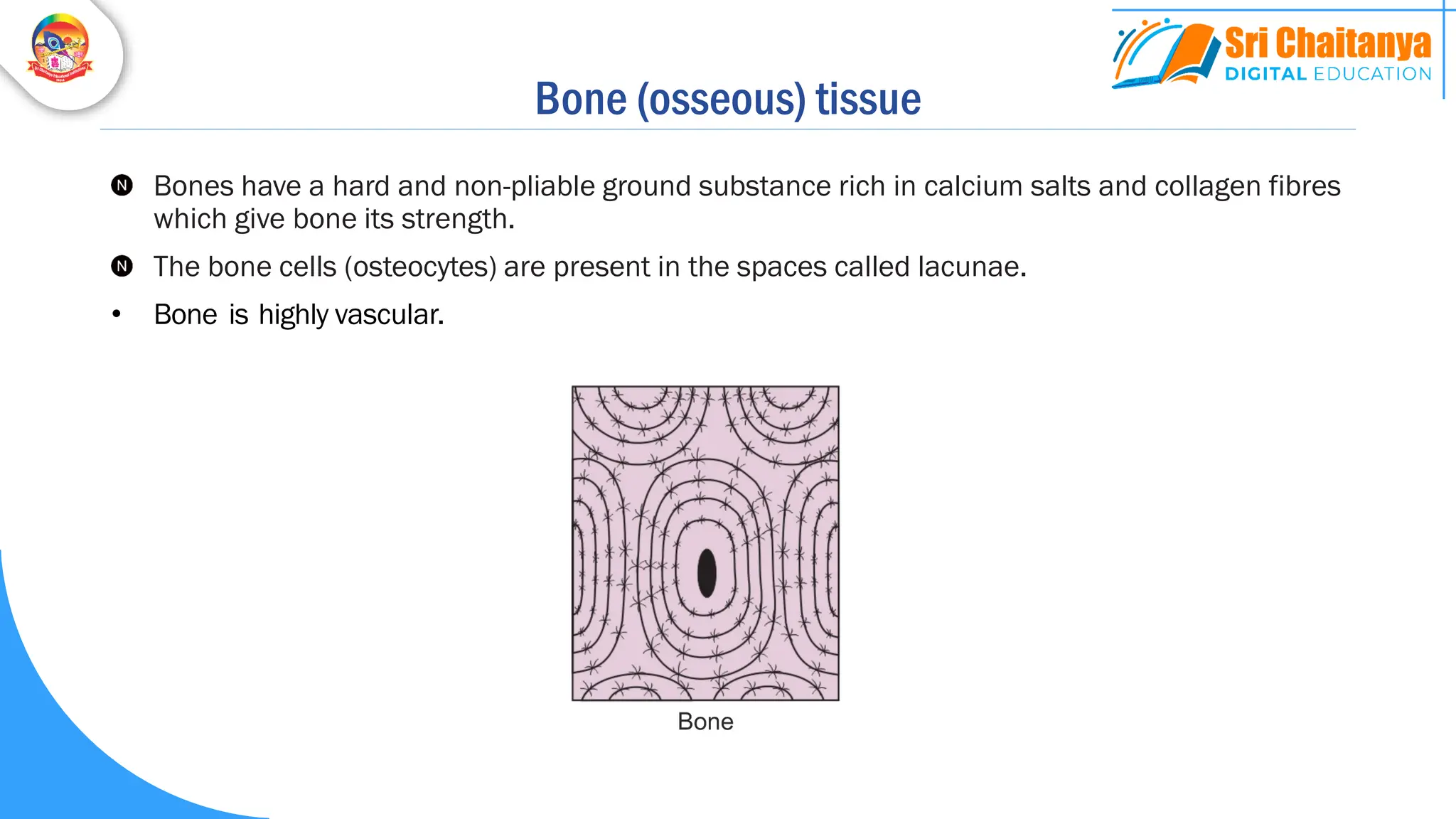Bone (osseous) tissue
Bones have a hard and non-pliable ground substance rich in calcium salts and collagen fibres
which give bone its strength.
The bone cells (osteocytes) are present in the spaces called lacunae.
• Bone is highly vascular.
 