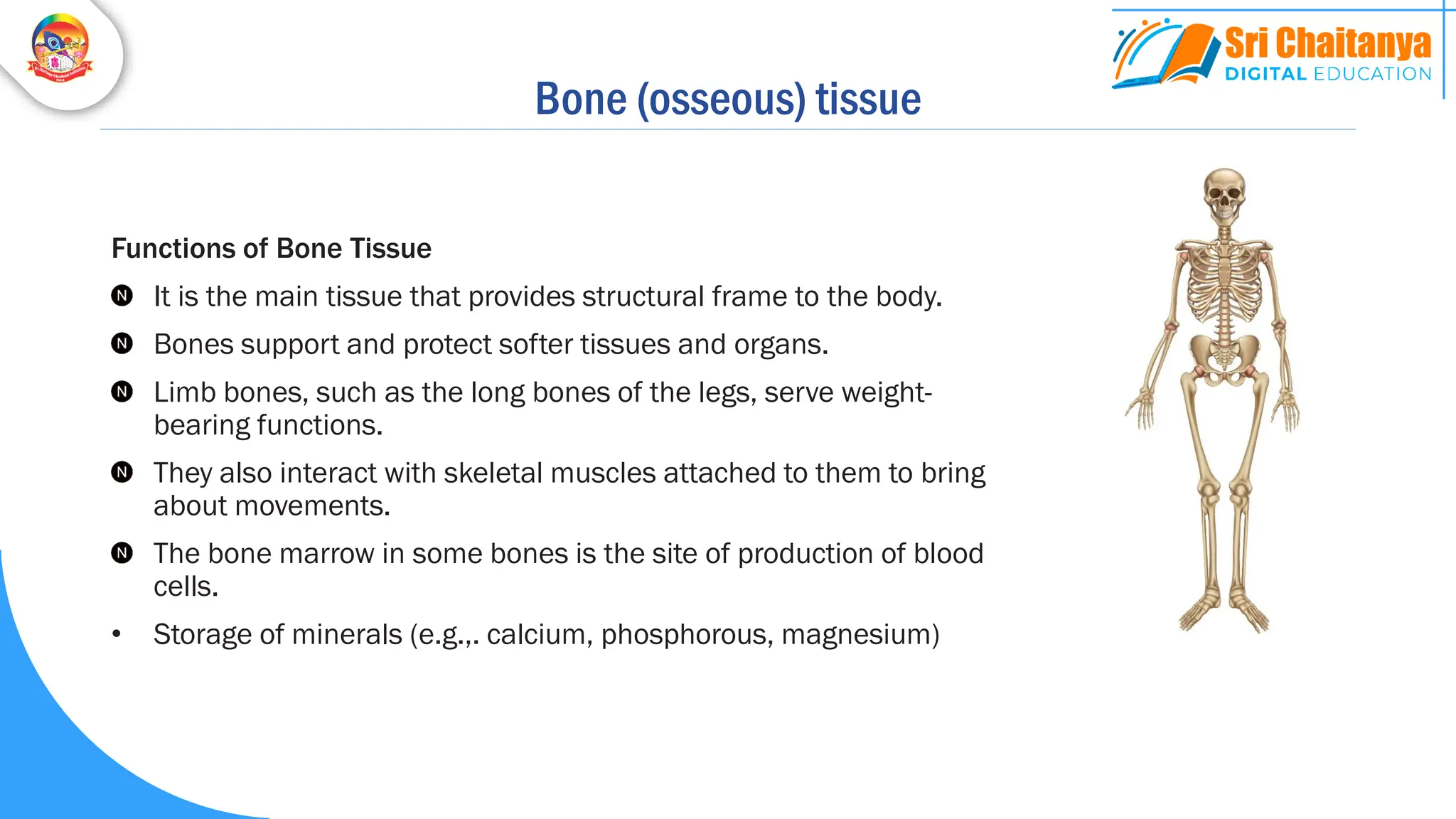 Bone (osseous) tissue
Functions of Bone Tissue
It is the main tissue that provides structural frame to the body.
Bones support and protect softer tissues and organs.
Limb bones, such as the long bones of the legs, serve weight-
bearing functions.
They also interact with skeletal muscles attached to them to bring
about movements.
The bone marrow in some bones is the site of production of blood
cells.
• Storage of minerals (e.g.,. calcium, phosphorous, magnesium)
 