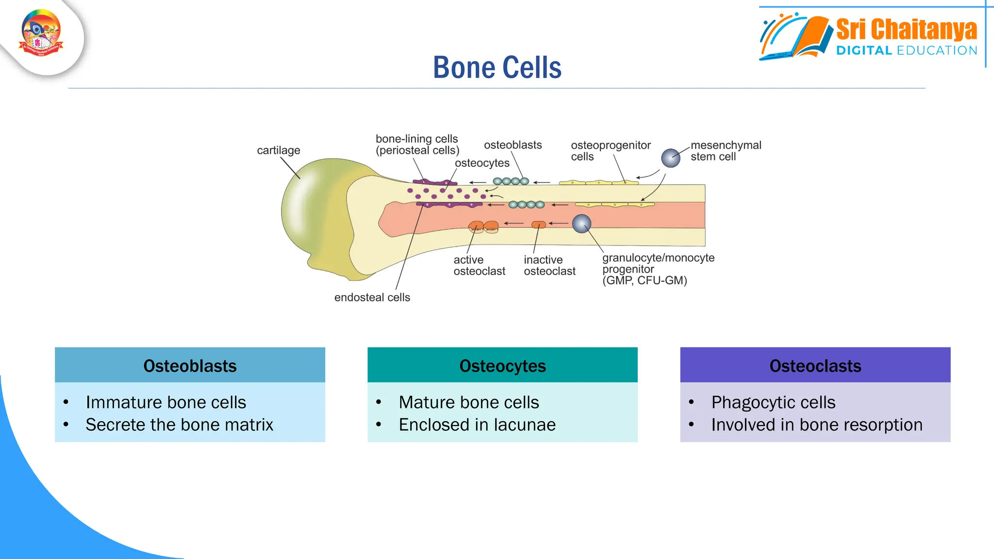Bone Cells
Osteoblasts
• Immature bone cells
• Secrete the bone matrix
Osteocytes
• Mature bone cells
• Enclosed in lacunae
Osteoclasts
• Phagocytic cells
• Involved in bone resorption
 
