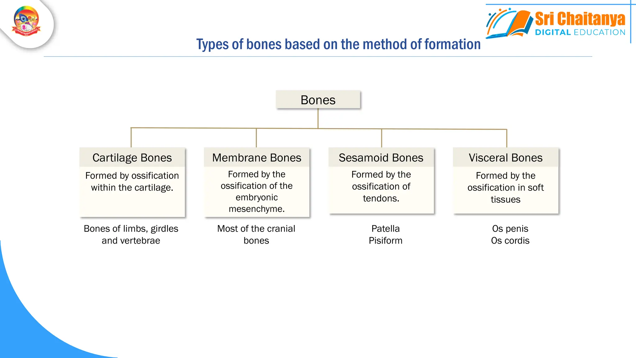 Types of bones based on the method of formation
Formed by ossification
within the cartilage.
Cartilage Bones
Formed by the
ossification in soft
tissues
Visceral Bones
Bones
Formed by the
ossification of the
embryonic
mesenchyme.
Membrane Bones
Formed by the
ossification of
tendons.
Sesamoid Bones
Bones of limbs, girdles
and vertebrae
Most of the cranial
bones
Patella
Pisiform
Os penis
Os cordis
 