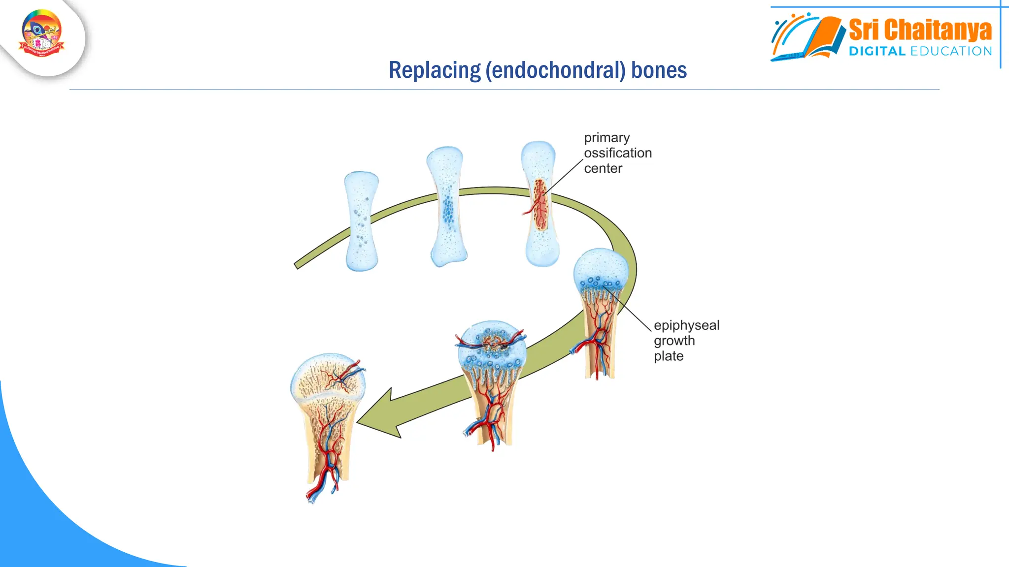 Replacing (endochondral) bones
 