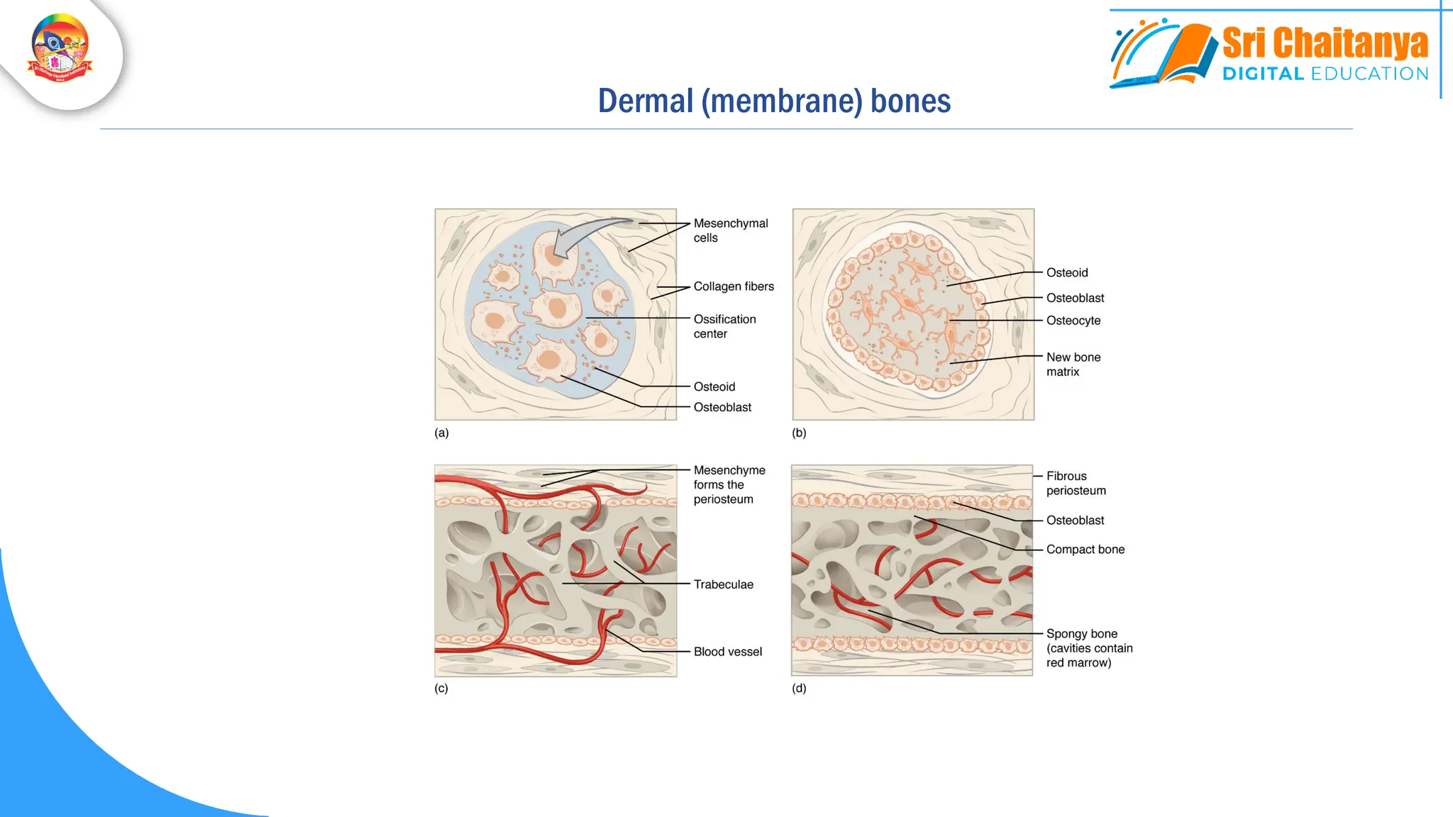 Dermal (membrane) bones
 