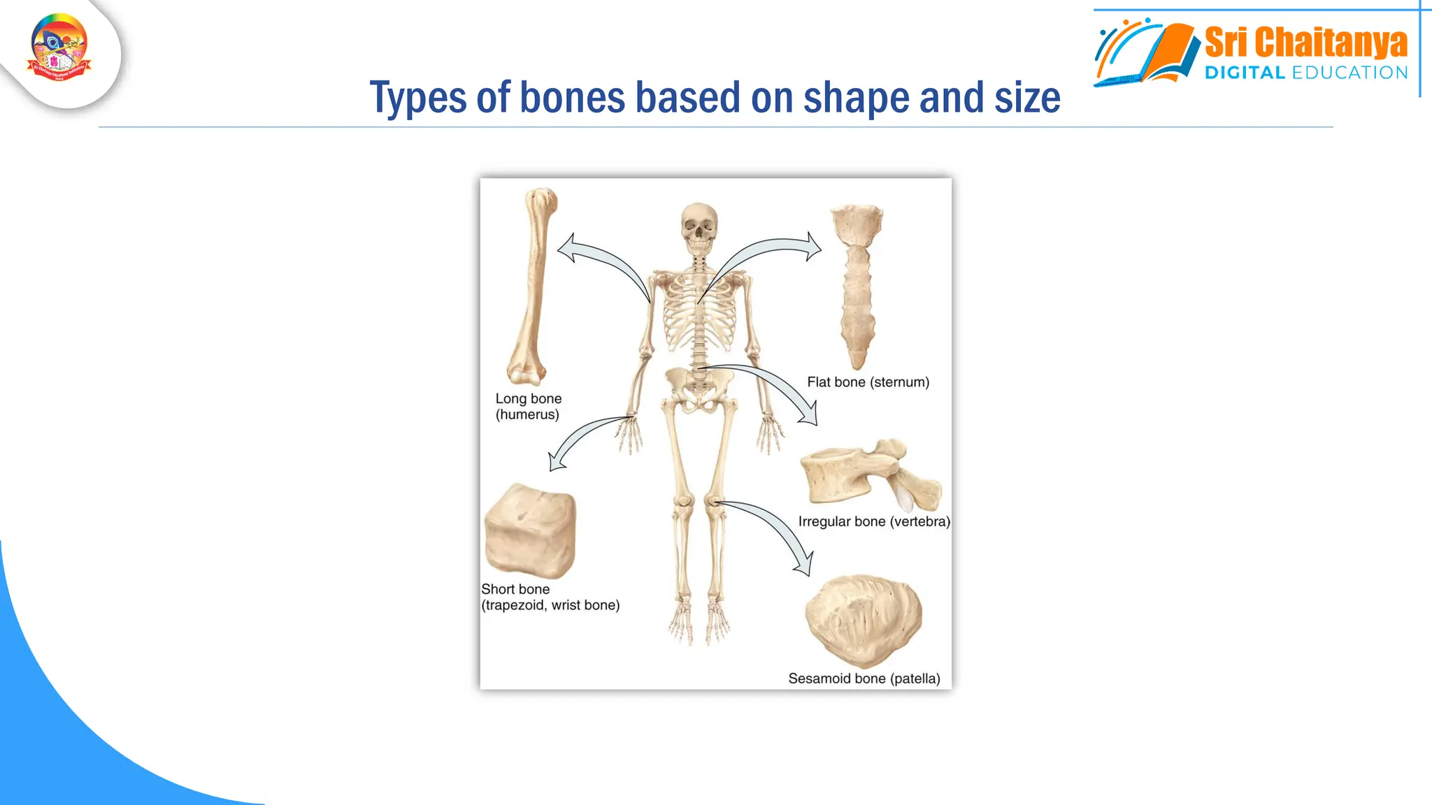 Types of bones based on shape and size
 