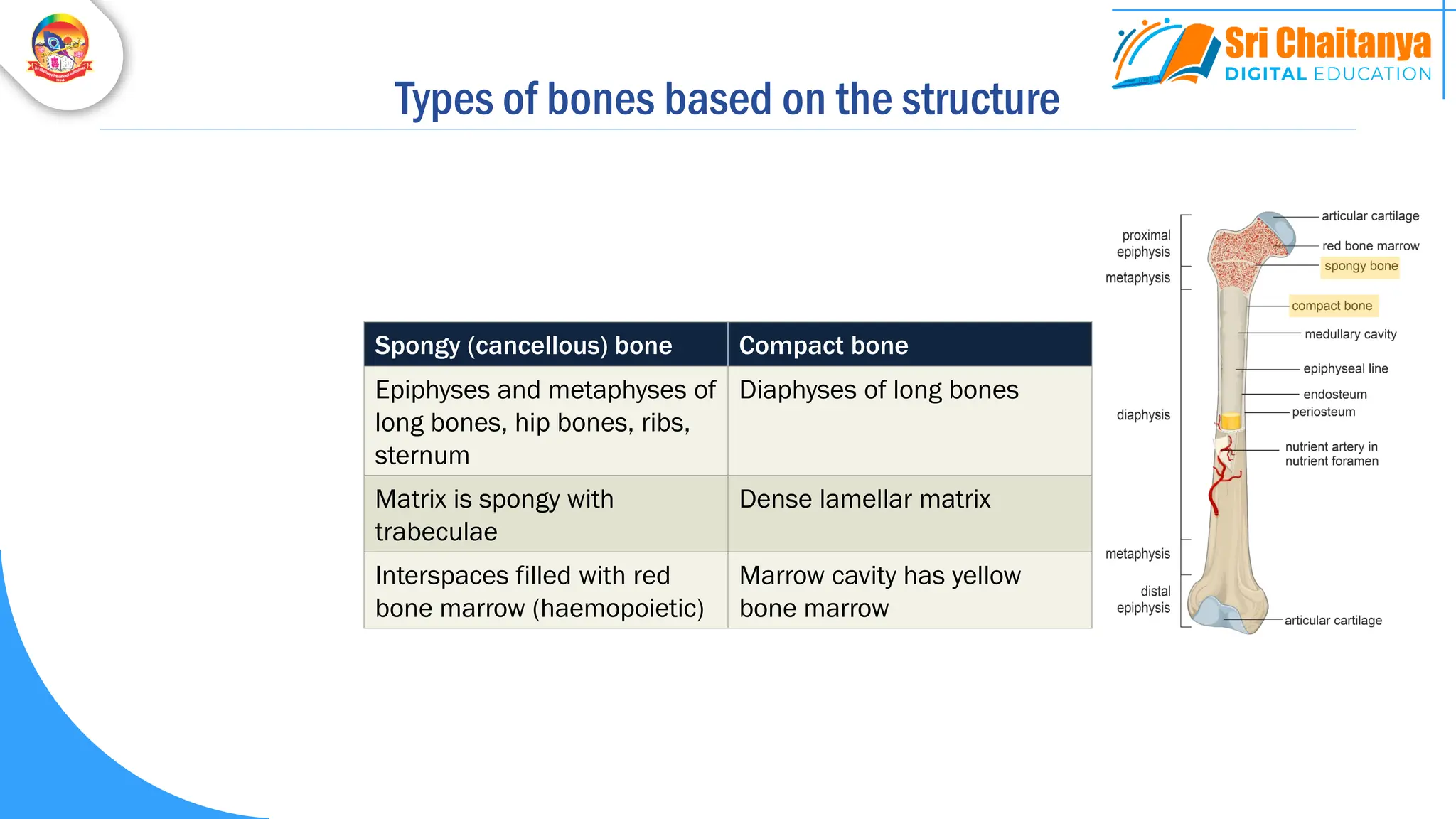 Types of bones based on the structure
Spongy (cancellous) bone Compact bone
Epiphyses and metaphyses of
long bones, hip bones, ribs,
sternum
Diaphyses of long bones
Matrix is spongy with
trabeculae
Dense lamellar matrix
Interspaces filled with red
bone marrow (haemopoietic)
Marrow cavity has yellow
bone marrow
 