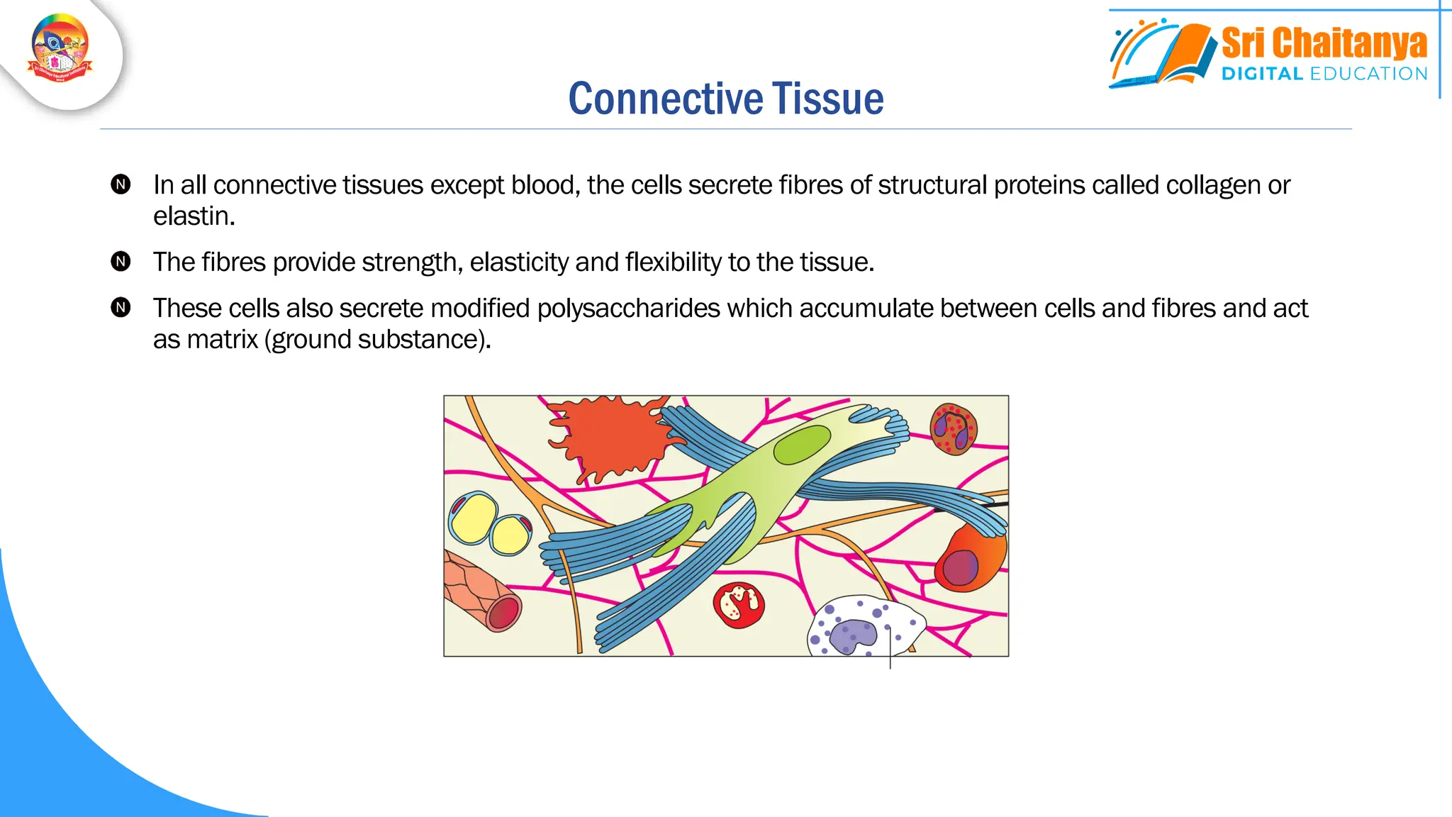 Connective Tissue
In all connective tissues except blood, the cells secrete fibres of structural proteins called collagen or
elastin.
The fibres provide strength, elasticity and flexibility to the tissue.
These cells also secrete modified polysaccharides which accumulate between cells and fibres and act
as matrix (ground substance).
 