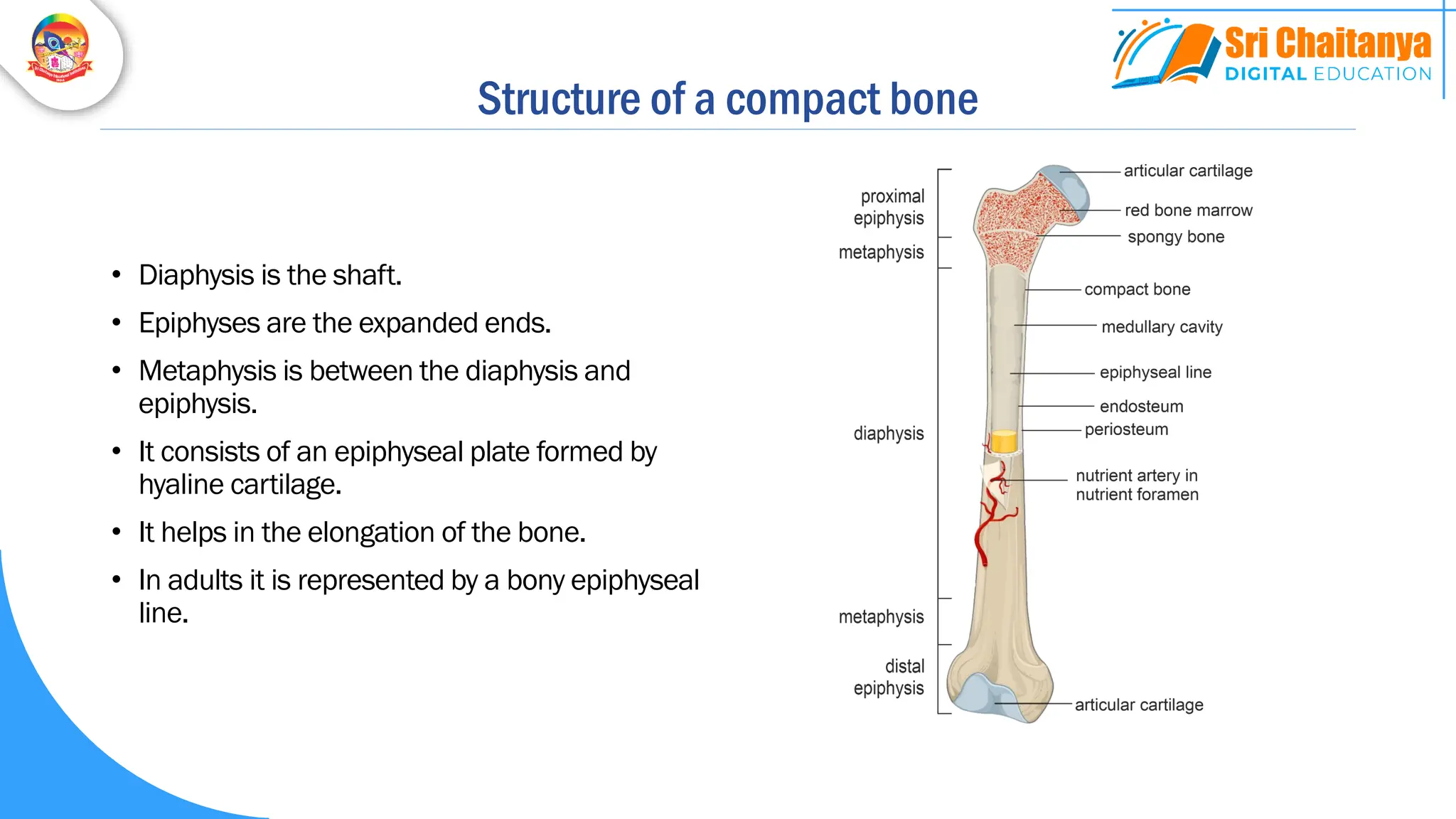 Structure of a compact bone
• Diaphysis is the shaft.
• Epiphyses are the expanded ends.
• Metaphysis is between the diaphysis and
epiphysis.
• It consists of an epiphyseal plate formed by
hyaline cartilage.
• It helps in the elongation of the bone.
• In adults it is represented by a bony epiphyseal
line.
 