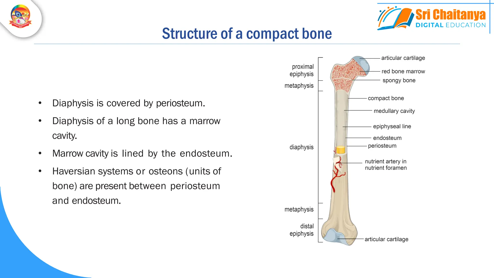 Structure of a compact bone
• Diaphysis is covered by periosteum.
• Diaphysis of a long bone has a marrow
cavity.
• Marrow cavity is lined by the endosteum.
• Haversian systems or osteons (units of
bone) are present between periosteum
and endosteum.
 