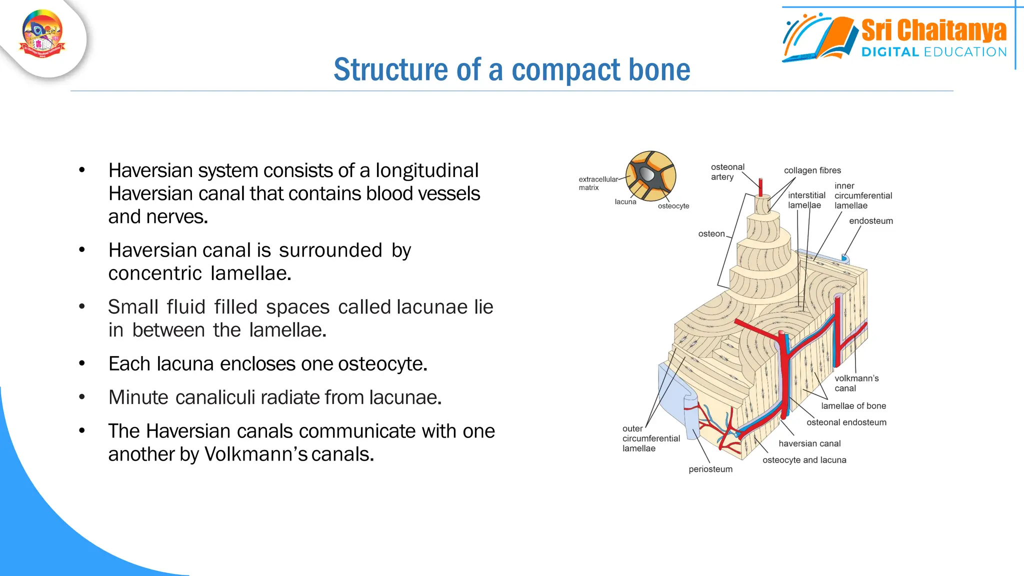 Structure of a compact bone
• Haversian system consists of a longitudinal
Haversian canal that contains blood vessels
and nerves.
• Haversian canal is surrounded by
concentric lamellae.
• Small fluid filled spaces called lacunae lie
in between the lamellae.
• Each lacuna encloses one osteocyte.
• Minute canaliculi radiate from lacunae.
• The Haversian canals communicate with one
another by Volkmann’scanals.
 