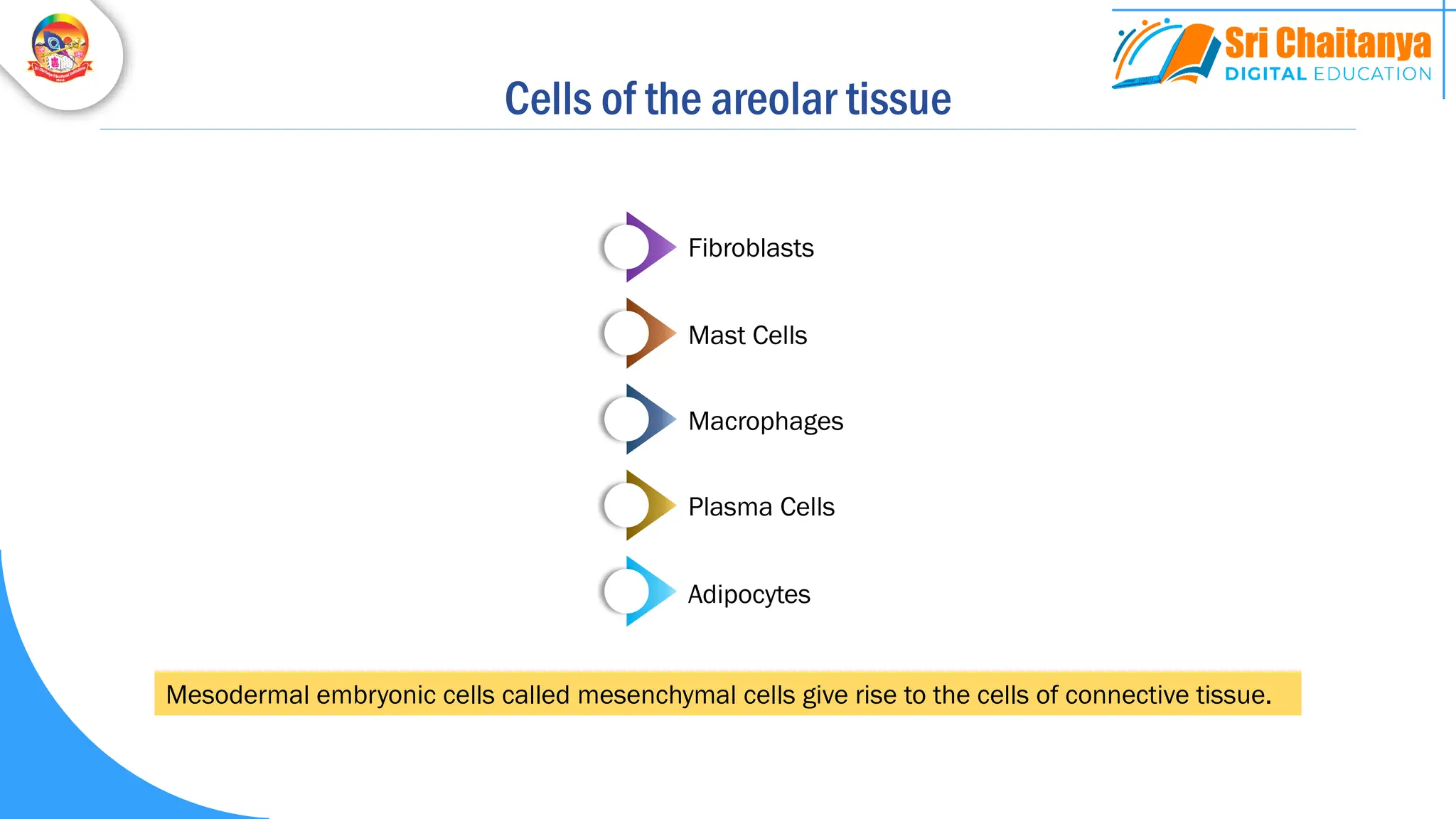 Cells of the areolar tissue
Fibroblasts
Mast Cells
Macrophages
Plasma Cells
Adipocytes
Mesodermal embryonic cells called mesenchymal cells give rise to the cells of connective tissue.
 