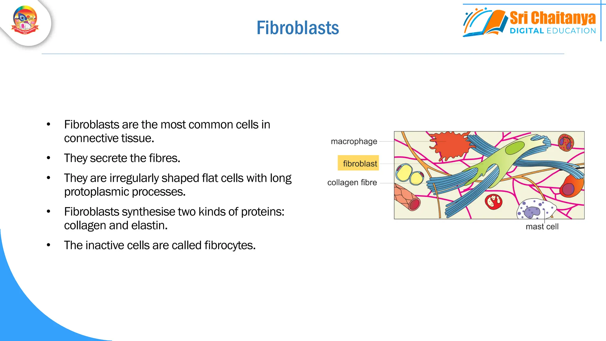 Fibroblasts
• Fibroblasts are the most common cells in
connective tissue.
• They secrete the fibres.
• They are irregularly shaped flat cells with long
protoplasmic processes.
• Fibroblasts synthesise two kinds of proteins:
collagen and elastin.
• The inactive cells are called fibrocytes.
 