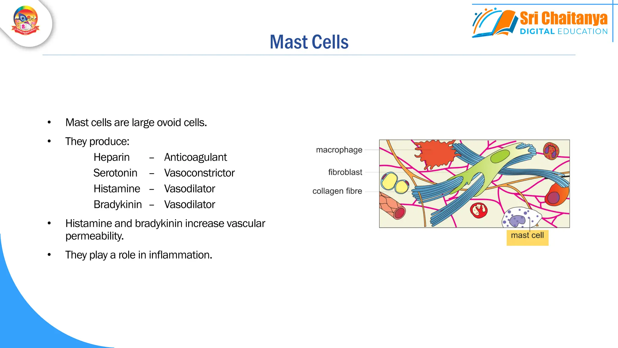 Mast Cells
• Mast cells are large ovoid cells.
• They produce:
Heparin – Anticoagulant
Serotonin – Vasoconstrictor
Histamine – Vasodilator
Bradykinin – Vasodilator
• Histamine and bradykinin increase vascular
permeability.
• They play a role in inflammation.
 