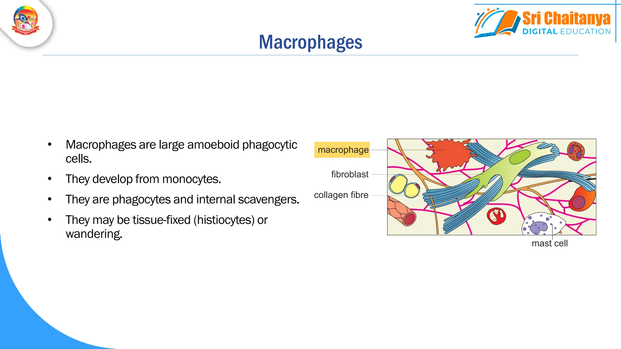 Macrophages
• Macrophages are large amoeboid phagocytic
cells.
• They develop from monocytes.
• They are phagocytes and internal scavengers.
• They may be tissue-fixed (histiocytes) or
wandering.
 