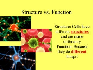 2 Structure Function Living Systems | PPT