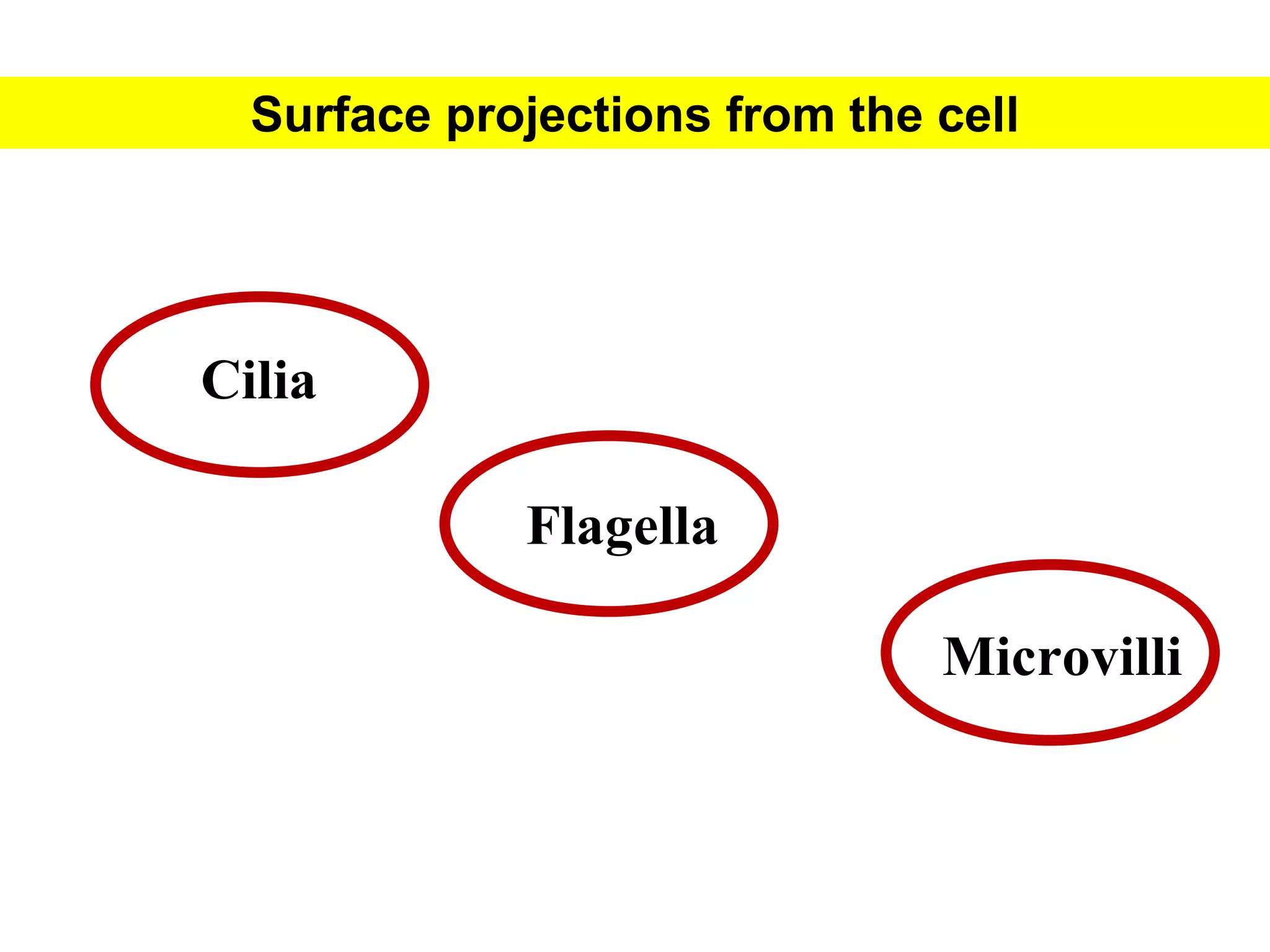 Structure of the cell.pdf