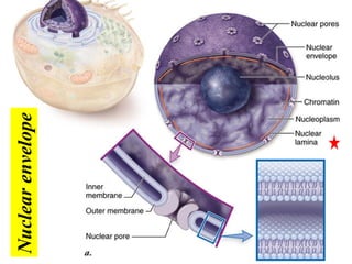Structure of the cell.pdf