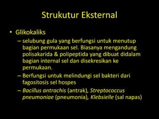 Strukutur Eksternal
• Glikokaliks
– selubung gula yang berfungsi untuk menutup
bagian permukaan sel. Biasanya mengandung
polisakarida & polipeptida yang dibuat didalam
bagian internal sel dan disekresikan ke
permukaan.
– Berfungsi untuk melindungi sel bakteri dari
fagositosis sel hospes
– Bacillus antrachis (antrak), Streptococcus
pneumoniae (pneumonia), Klebsielle (sal napas)
 