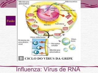 Influenza: Vírus de RNA
Fusão
 