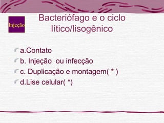 Bacteriófago e o ciclo
lítico/lisogênico
a.Contato
b. Injeção ou infecção
c. Duplicação e montagem( * )
d.Lise celular( *)
Injeção
 