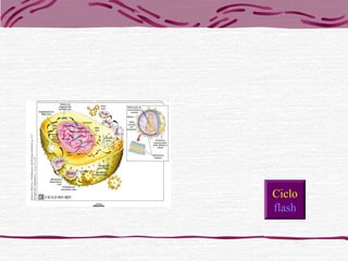 Ciclo
flash
 