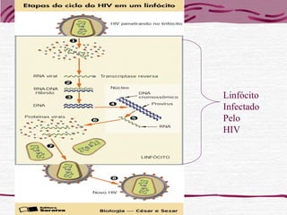 Linfócito
Infectado
Pelo
HIV
 