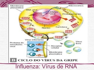 Influenza: Vírus de RNA
 
