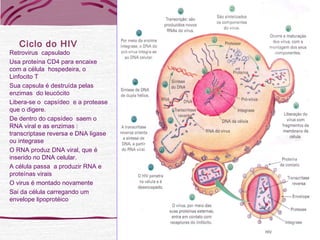 Ciclo do HIV
Retrovirus capsulado
Usa proteína CD4 para encaixe
com a célula hospedeira, o
Linfocito T
Sua capsula é destruída pelas
enzimas do leucócito
Libera-se o capsídeo e a protease
que o digere.
De dentro do capsídeo saem o
RNA viral e as enzimas :
transcriptase reversa e DNA ligase
ou integrase
O RNA produz DNA viral, que é
inserido no DNA celular.
A célula passa a produzir RNA e
proteínas virais
O virus é montado novamente
Sai da célula carregando um
envelope lipoprotéico
 