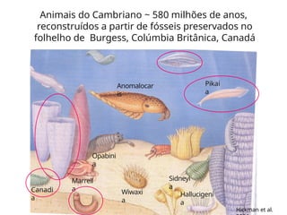 Animais do Cambriano ~ 580 milhões de anos,
reconstruídos a partir de fósseis preservados no
folhelho de Burgess, Colúmbia Britânica, Canadá
Anomalocar
is
Wiwaxi
a
Sidneyi
a
Hallucigeni
a
Pikai
a
Canadi
a
Marrell
a
Opabini
a
Hickman et al.
 