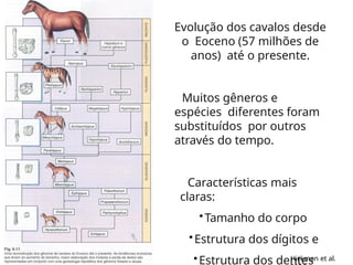 Evolução dos cavalos desde
o Eoceno (57 milhões de
anos) até o presente.
Muitos gêneros e
espécies diferentes foram
substituídos por outros
através do tempo.
Características mais
claras:
•Tamanho do corpo
•Estrutura dos dígitos e
•Estrutura dos dentes
Hickman et al.
 