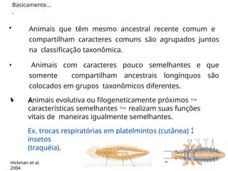 •
• Animais que têm mesmo ancestral recente comum e
compartilham caracteres comuns são agrupados juntos
na classificação taxonômica.
Animais com caracteres pouco semelhantes e que
somente compartilham ancestrais longínquos são
colocados em grupos taxonômicos diferentes.
• Animais evolutiva ou filogeneticamente próximos 
características semelhantes  realizam suas funções
vitais de maneiras igualmente semelhantes.
Ex. trocas respiratórias em platelmintos (cutânea) 
insetos
(traquéia).
Basicamente...
.
Hickman et al.
2004
 
