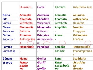 Humanos Gorila Rã-touro Gafanhoto (EUA)
Reino Animalia Animalia Animalia Animalia
Filo Chordata Chordata Chordata Arthropoda
Subfilo Vertebrata Vertebrata Vertebrata Uniramia
Classe Mammalia Mammalia Amphibia Insecta
Subclasse Eutheria Eutheria - Pterygota
Ordem Primates Primates Anura Orthoptera
Subordem Anthropoide
a
Anthropoide
a
- Ensifera
Família Hominidae Pongidae Ranidae Tettigoniidae
Subfamília - - Raninae Phanaropterina
e
Gênero Homo Gorilla Rana Scudderia
Espécie Homo
sapie
ns
Gorill
a
gorilla
Rana
catesbeia
na
Scudder
ia
furcata
Gênero–tipo +
 