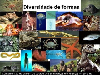 Diversidade de formas
Compreensão da origem do padrão de semelhanças e diferenças Teoria da
 