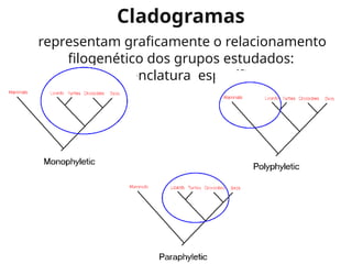 Cladogramas
representam graficamente o relacionamento
filogenético dos grupos estudados:
nomenclatura específica
 