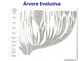 Árvore Evolutiva
HILDEBRAND, M.
 