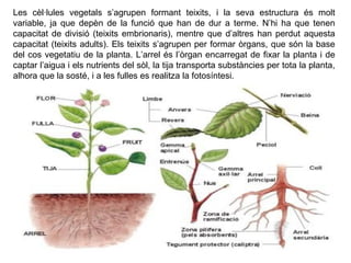 Les cèl·lules vegetals s’agrupen formant teixits, i la seva estructura és molt
variable, ja que depèn de la funció que han de dur a terme. N’hi ha que tenen
capacitat de divisió (teixits embrionaris), mentre que d’altres han perdut aquesta
capacitat (teixits adults). Els teixits s’agrupen per formar òrgans, que són la base
del cos vegetatiu de la planta. L’arrel és l’òrgan encarregat de fixar la planta i de
captar l’aigua i els nutrients del sòl, la tija transporta substàncies per tota la planta,
alhora que la sosté, i a les fulles es realitza la fotosíntesi.
 
