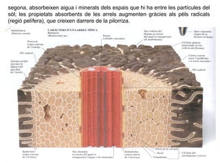 segona, absorbeixen aigua i minerals dels espais que hi ha entre les partícules del
sòl; les propietats absorbents de les arrels augmenten gràcies als pèls radicals
(regió pelífera), que creixen darrere de la pilorriza.
 