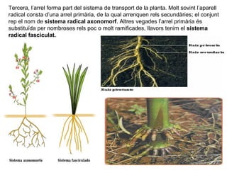 Tercera, l’arrel forma part del sistema de transport de la planta. Molt sovint l’aparell
radical consta d’una arrel primària, de la qual arrenquen rels secundàries; el conjunt
rep el nom de sistema radical axonomorf. Altres vegades l’arrel primària és
substituïda per nombroses rels poc o molt ramificades, llavors tenim el sistema
radical fasciculat.
 