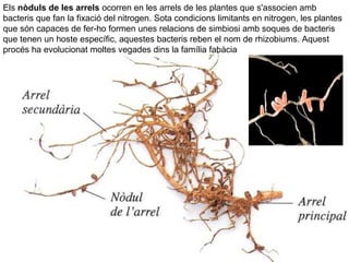 Els nòduls de les arrels ocorren en les arrels de les plantes que s'associen amb
bacteris que fan la fixació del nitrogen. Sota condicions limitants en nitrogen, les plantes
que són capaces de fer-ho formen unes relacions de simbiosi amb soques de bacteris
que tenen un hoste específic, aquestes bacteris reben el nom de rhizobiums. Aquest
procés ha evolucionat moltes vegades dins la família fabàcia
 