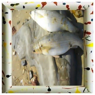 TARIFA SPAIN タリファ、スペイン