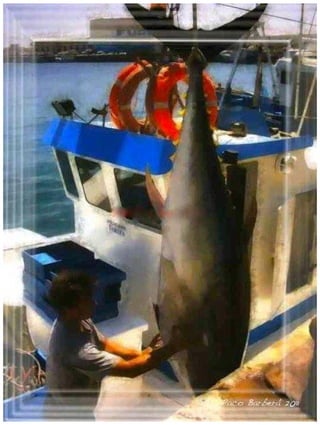 TARIFA SPAIN タリファ、スペイン