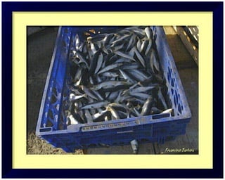 TARIFA SPAIN タリファ、スペイン