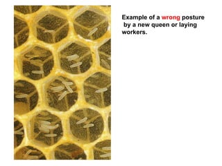 2 Taxonomy, anatomy and physiology of the honey bees.pptx