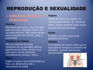 REPRODUÇÃO E SEXUALIDADE
 ORGÃOS GENITAIS
FEMININO
Ovários
São duas estruturas, uma de cada
lado do corpo, situadas dentro da
cavidade pélvica. São responsáveis
pela produção dos óvulos, após a
puberdade.
Trompas de falópio
São em número de duas,
localizam-se na cavidade pélvica
ligando-se ao útero, sendo a via
pela qual o óvulo (liberado
mensalmente) atinge o útero.
Útero
órgão no qual o óvulo fertilizado se
fixa e se desenvolve até o
nascimento do bebê.
Vagina
Órgão feminino da cópula, é a
extremidade inferior do “canal do
parto”. Serve também como ducto
excretor da menstruação.
Vulva
Constitui a parte externa da
genitália feminina
Clitóris
É composto de tecido erétil que se
ingurgita de sangue e aumenta de
tamanho, quando estimulado
sexualmente.
 